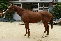 ��ũ�Ŀ� (TANK POWER) ����