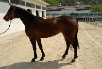 ���̾𸶸� (IRON MARINE) ����