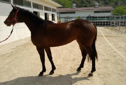 ���̾𸶸� ����