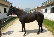 ����ģ���� (AJU CHINJEOLHAN) ����