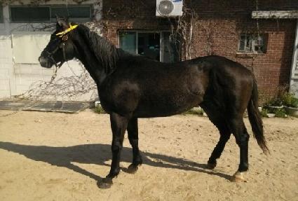 ����̵����� ����