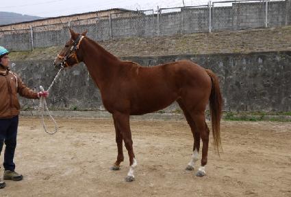 ��Ĺ ����