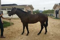 �Ŀ����� (POWER RUSH) ����