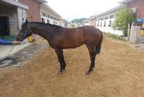 Ȳ�ݸ��� (HWANGGEUM MACHA) ����