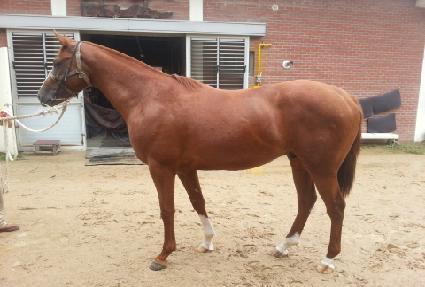 �����¾� ����