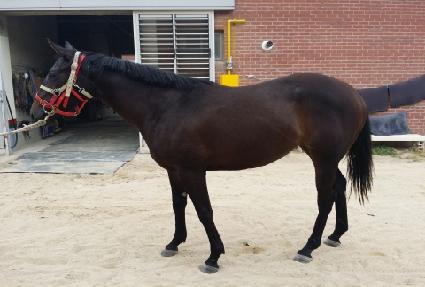 ���̵��� ����