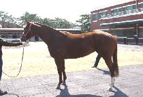 LION GALLOPER picture