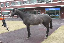 ��Ʈ���丮 (FORT STORY) ����