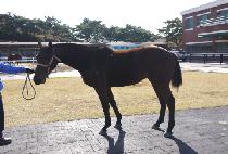 ����Ŭ����Ʈ (CYCLING HIT) ����