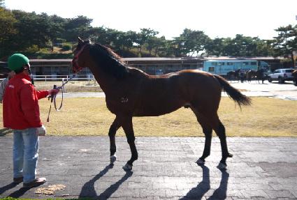 ������Ŀ ����