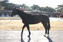 ������ũ (BLACK SHARK) ����