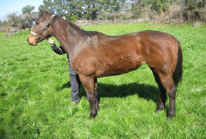 ���������Ҹ�Ƽ�� ����