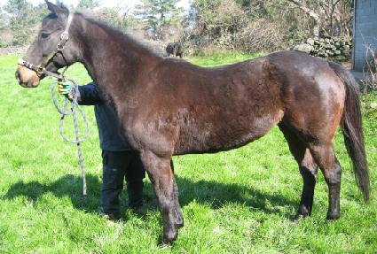 ��Ʈ����ũ�̷�Ű ����