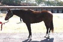 ��Ʈ���ʸ� (STRONG FEELING) ����