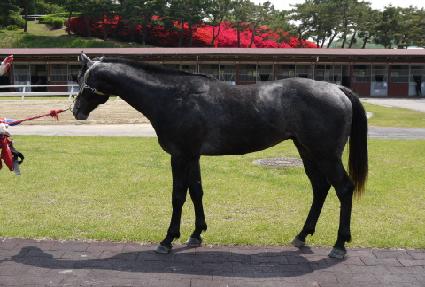 ���η����� ����