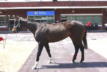 Ȳ��ž (HWANGGEUM TAP) ����