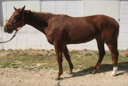 ������� ����