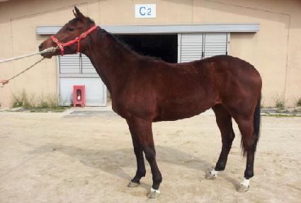 ��ĳġ ����