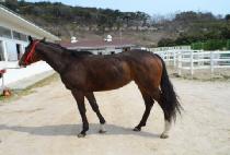 �ȳ������̵� (ANNA FREUD) ����