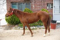 ��ٸ���ǳ (BAEDARI POKPUNG) ����