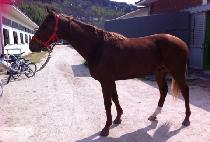 ������̾�Ʈ (NOBLE GIANT) ����