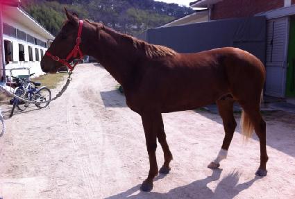 ������̾�Ʈ ����