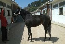 ��õ�� (DAECHEONWANG) ����