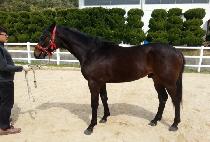 ������ٸ������� (MAFFEO BARBERINI) ����