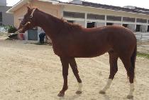 �¾����ູ (TAEYANGUI CHUKBOK) ����