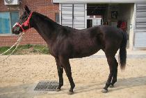 ��ũ�׸��� (DARK TERRIER) ����