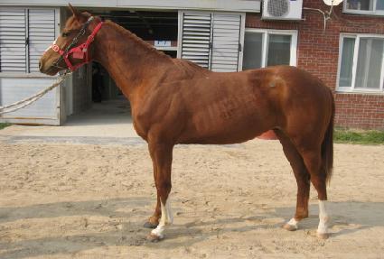 �����׸��콺 ����