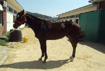 ����� (MARUON) ����