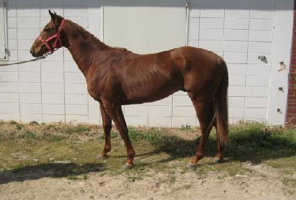 è�Ǿ�帲 ����