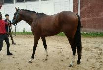 �ʵ彺ķ�� (FIELD SCAMPER) ����