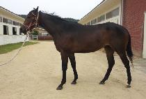 ���Ͻ� (YUILSIN) ����