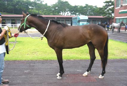 ���̾�� ����