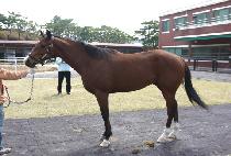 �丣�þƿ��� (PERSIA WANGJA) ����