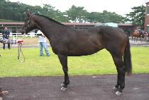 ���ƽ�ôϾ� (MS. CELTIC SENIOR) ����