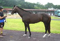 �θ���Ʈ (BUMA ART) ����