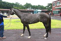 �׷���ī���� (GREY KAISER) ����