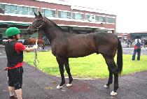 ������Ƽ�� (NOON NATIVE) ����