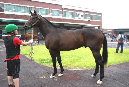 ������Ƽ�� ����