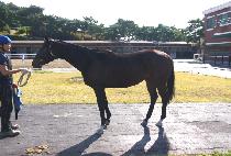 �������� (MANSA KWAEJO) ����