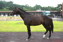 �ܱ�õ�� (DANGI CHEOLLI) ����