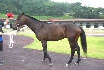 �鸮���� (BAENGNI JIJAE) ����