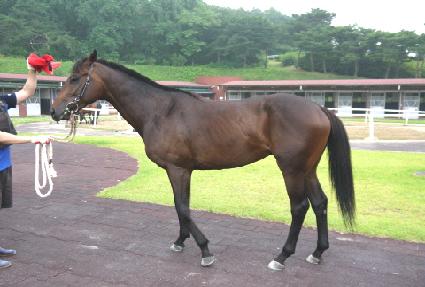 �鸮���� ����