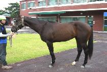 ������Ÿ (GANGNAM STAR) ����