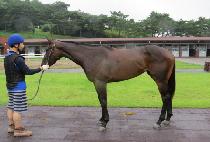 ŷ���ε� (KINGDOM ROAD) ����