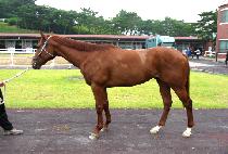 ��Ÿ (GANGTA) ����