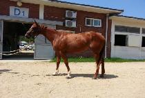 ���̵���ġ (LADY PUNCH) ����